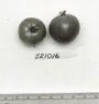 Click for 1 image(s) for this accession. FRUIT